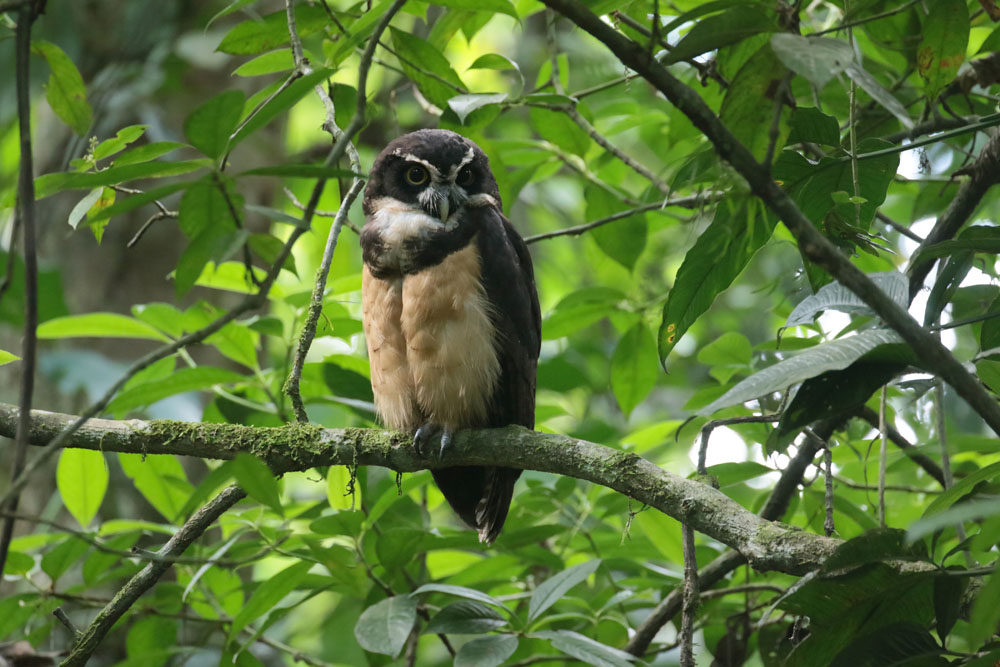 Spectacled Owl